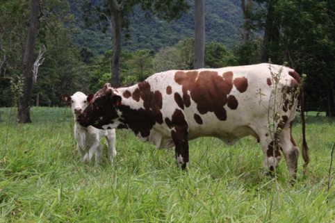 Super Cow Poplap - Nguni x Brahman